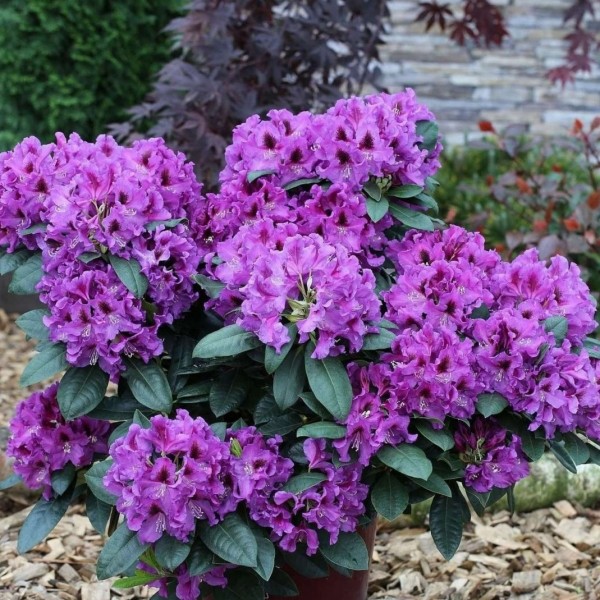 rododendras-rasputin-