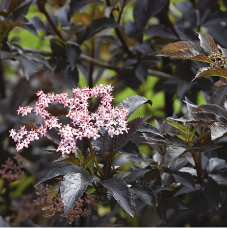 šeivamedis-juoduogis-black-beauty-gerda-pbr-c3 (1)