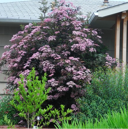 šeivamedis-juoduogis-black-beauty-gerda-pbr-c3