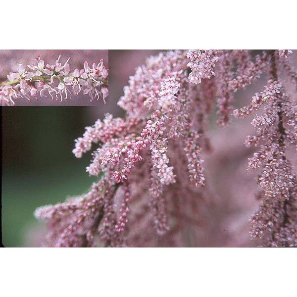 smulkiaziedis-eglunas-parviflora- (1)