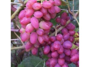 Vynuogės (vynmedis) 'Arocznyj'