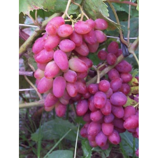 vynuoges-vynmedis-arocznyj-