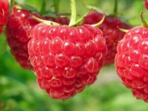 Vasarinė avietė „Vetten”