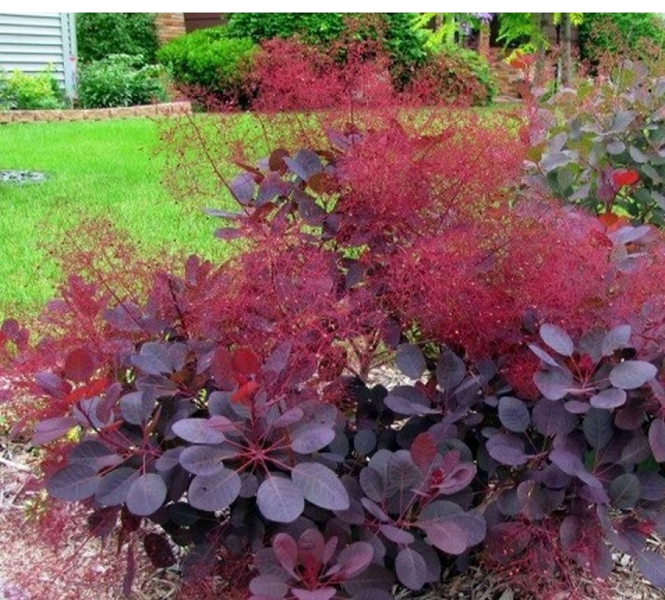 Cotinus coggygria Lila-1000×1000
