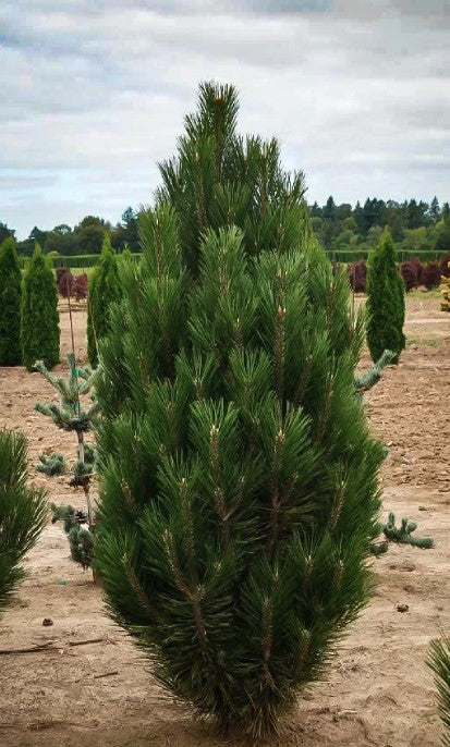 PUSIS-JUODOJI-GREEN-ROCKET-5