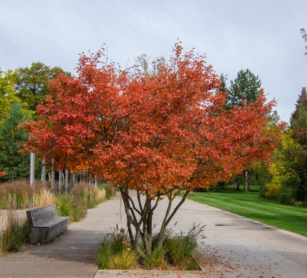 amelanchier-lamarckii-tree-p278-13319_image
