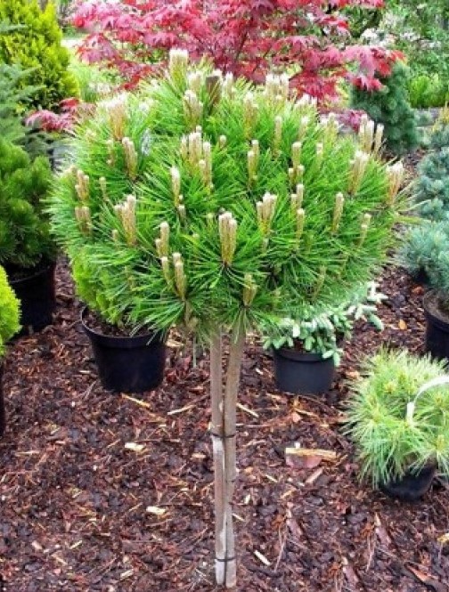 densiflora-low-glow1