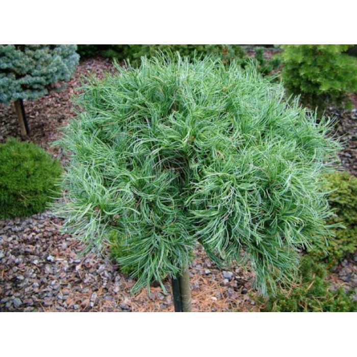 green2-700×700