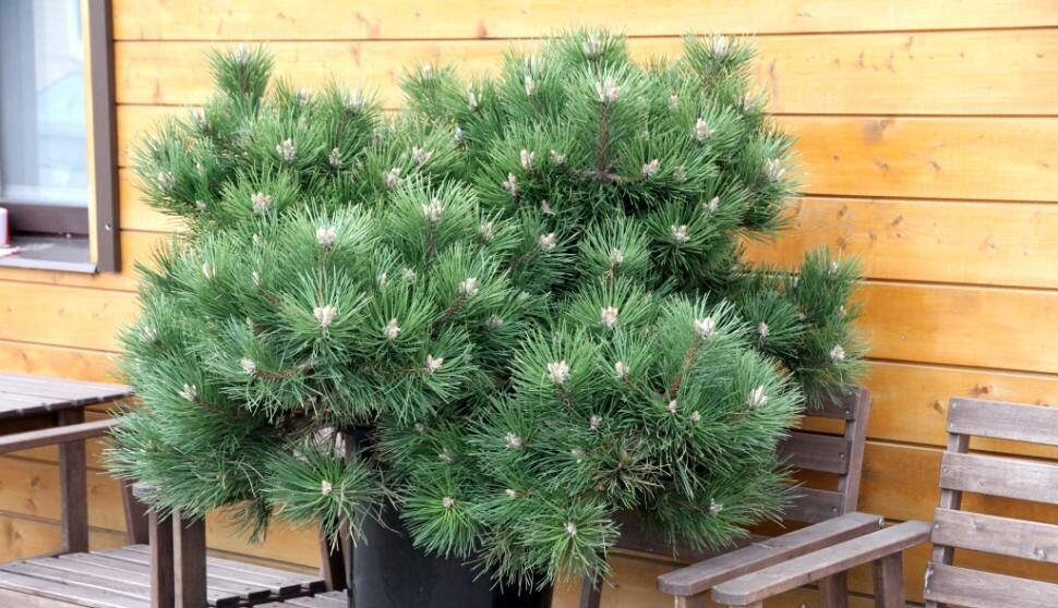 hornibrookiana80100_c35_xxl