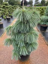 images (1)