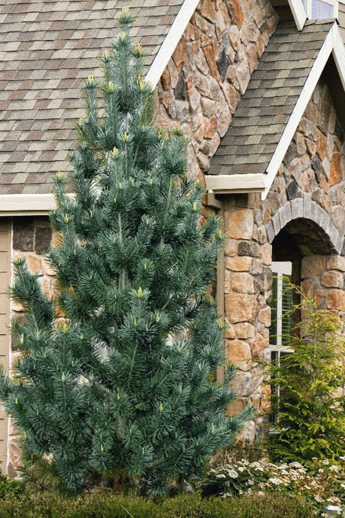 pinus-flexilis-vanderwolfs-pyramid-limber-pine-5