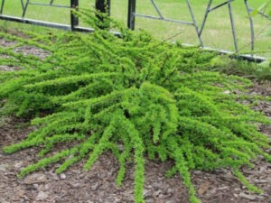 Raugerškis tunbergo ‘Green Carpet‘