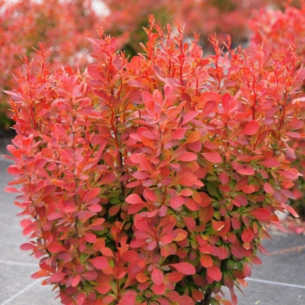 Berberis thunbergii FLORENCE (1)-1000×1000