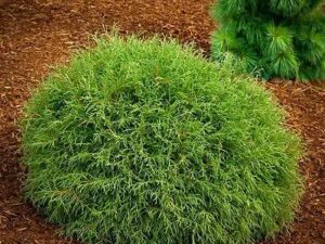 Tuja vakarinė (Thuja occidentalis) Mr Bowling Ball