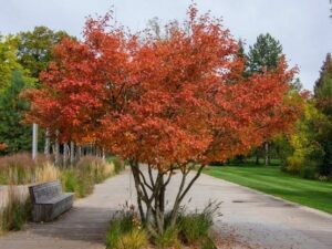Medlieva lamarko – amerikinė (Amelanchier lamarckii)