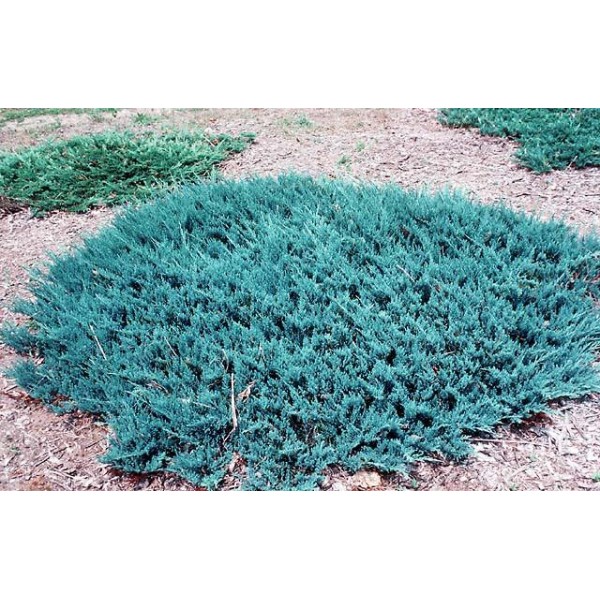 juniper-blue-chip-600×600