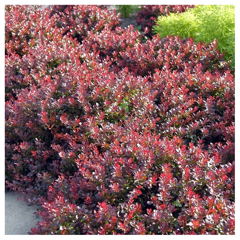 raugerškis-tunbergo-atropurpurea-nana-