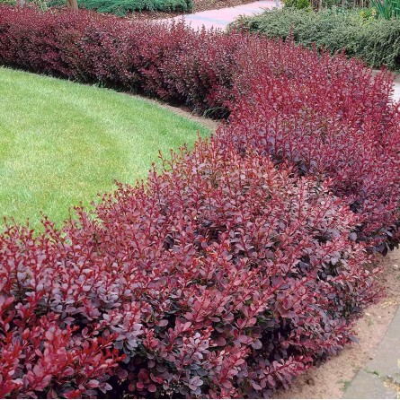 raugerškis-tunbergo-atropurpurea-nana- (1)