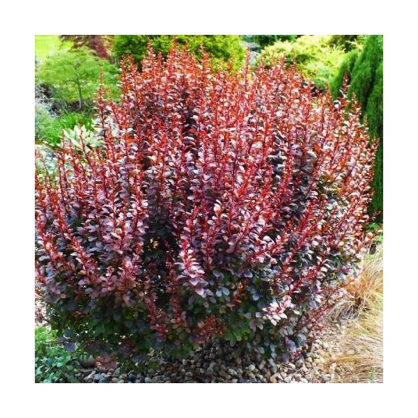 raugerskis-tunbergo-dart-s-red-lady-