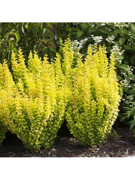 raugerskis-tunbergo-lot-berberis-thunb-golden-torch-p9-jauni-augalai