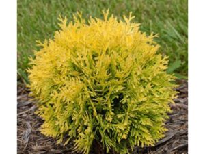 Tuja vakarinė (Thuja occidentalis) 'DANICA AUREA'