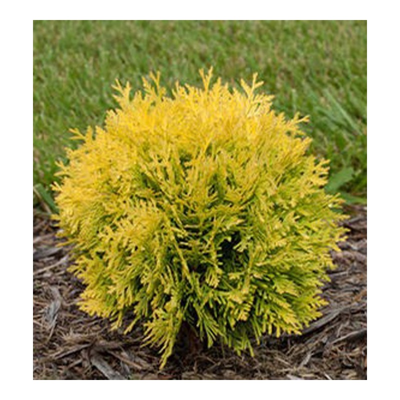 thuja-danica-aurea