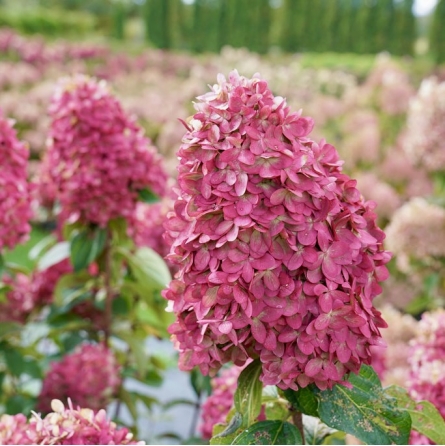 hortenzija-šluotelinė-limelight-prime®- (1)
