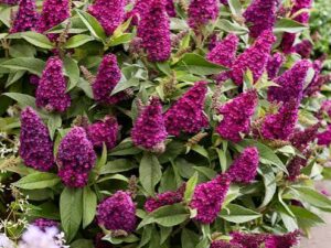 Budlėja (Buddleja) Butterfly ‘Candy Little Magenta’