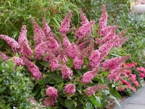 Budlėja (Buddleja) Butterfly ‘Candy Little Pink’