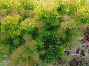 Europinis pūkenis (Cotinus coggygria) ‘Golden Spirit’