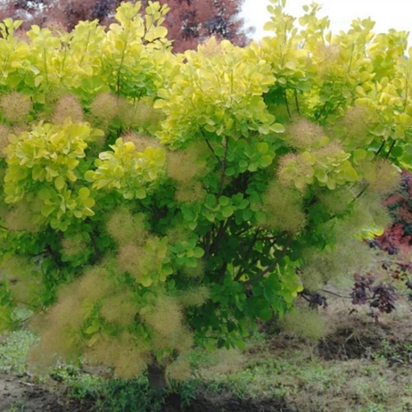 pukenis-europinis-golden-spirit