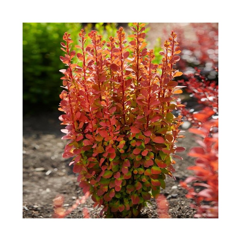 raugerškis-tunbergo-orange-rocket-