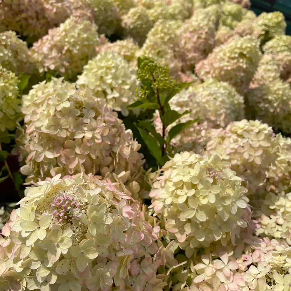 skaraina-hortenzija-hydrangea-paniculata-xs-light-2