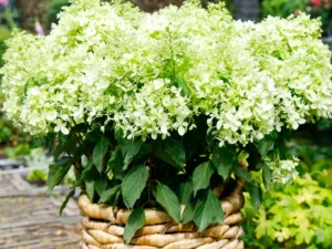 Šluotelinė hortenzija 'XS-Light'