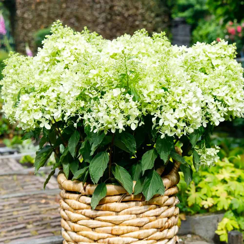 skaraina-hortenzija-hydrangea-paniculata-xs-light-4