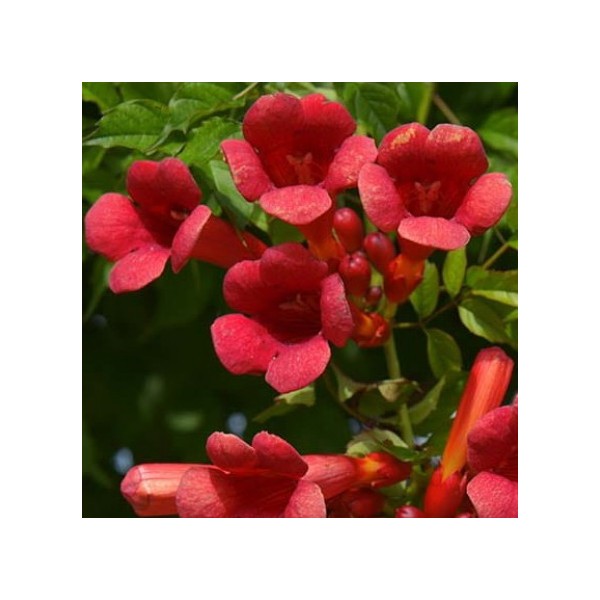 stambiaziede-lastune-flamenco-
